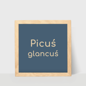 Plakat 20x20 cm, Picuś glancuś